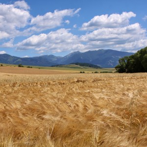 Pole u Tatry